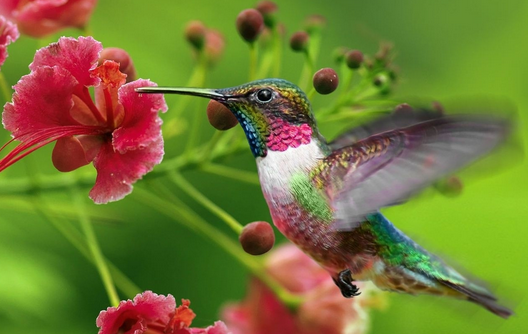 Colibri SEO - AUTOVEILLE